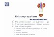 1. The urinary system – an overview 2. Embryonic ...nikolai.lazarov.pro/files/splanchnology_eng/Urinary_System.pdf · The urinary system – an overview 2. Embryonic development