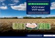 Winter - Nickerson Seeds | Agricultural distributor ...€¦ · Winter Wheat GROWING FOR THE ... varieties, like Britannia, Zulu and ... the only possible small premiums available