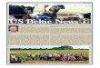 THE OFFICIAL PUBLICATION OF THE BELTED · PDF fileTHE OFFICIAL PUBLICATION OF THE BELTED GALLOWAY SOCIETY, INC. President Greg Hipple spam folder. ... met so many more. The hosts,