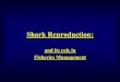Shark Reproduction - LFIP Reproduction and Fishery... · Modes of Reproduction There are two major ways that sharks can give birth to their young known as pups. I. Egg laying, or