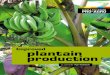 Improved plantain production - CTA Publishing · The number of explants per square metre will depend on the size of the explants used. Cover with a 2 to 3 cm layer of light-coloured