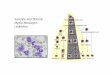Juvenile and Chronic Haematopoietic stem cell Myelo ...ddata.over-blog.com/xxxyyy/2/48/87/07/Cours-DES/... · Lympho-myeloid progenitor cell lymphoid progenitor cell MEP BFU-E CFU-E