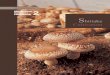 Free from Poverty Mushroom Growers Handbook 2 · Agaricus blazei en Brasil, y el hongo ostra en Egipto. El Capítulo 9 ilustra cómo se planearon e implementaron proyectos de cultivo