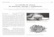 acacip.org.aracacip.org.ar/revista/080202.pdf · 68 Rev. de Cir. Infanti18(2), 1998 Sponseller y Gearhart describieron recientemente la existencia de severas anormalidades de la pelvis