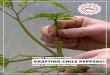 grafting chile peppers - Fatalii · GRAFTING CHILE PEPPERS! THIS IS A VERY FASCINATING THING YOU CAN DO WITH DIFFERENT CHILE PEPPER VARIETIES. ... First Rocoto pods forming on a tomato