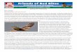 Friends of Red Kites Newsletter Spring 2012_v3.pdf · There was also a smaller roost further up the valley at Victoria Garesfield, where up to seventeen kites roosted ... Kite school,