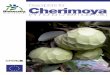 Descriptors for Cherimoya (Annona cherimola Mill.) · In Latin America, the fruit is known as ‘chirimoya’, a name allegedly derived from the Quechua ‘chirimuya’, meaning ‘cold