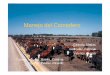 Manejo del Comedero - UNCagro.unc.edu.ar/~nutri/pdf/manejo comedero.pdf · Introducción ŁImportancia del manejo de la alimentación en los sistemas intensivos de producción de