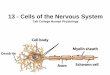 Cells of the Nervous System - Taft Collegefaculty.taftcollege.edu/dsheehy/includes/courses/Physiology7... · Histology (Cells) of the Nervous System • 2 major categories of cells