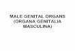 MALE GENITAL ORGANS - Masarykova univerzita · MALE GENITAL ORGANS (ORGANA GENITALIA ... - vasa epigastrica inf. Fossa supravesicalis - hernia supravesicalis (c) Fossa inguinalis