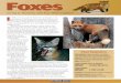 Fox Factsheet ’04 - The Wildlife Center of Virginia · Red Fox Habitat Gray Fox Habitat ... Sarcoptes scabiei, that infests the skin. The resulting itching is so severe that infected