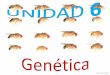 Paula Val Andreu · Define generación parental, 1ª ... Aparecen 4 gametos como en los genes independientes Recombinación genética Permite la aparición de gametos con nuevas