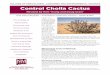 Control Cholla Cactus - College of Agricultural, Consumer ...aces.nmsu.edu/pubs/_b/B804.pdf · Control Cholla Cactus Revised by Kert Young and Doug Cram1 All About Discovery!TM New