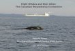 Right Whales and their Allies: The Canadian … · No IMO requirement to measure compliance ? Vessel Avoidance Conservation Area Transit Experiment Automatic Identification System