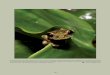 In Mesoamerica, hylid frogs represent one of the most ...€¦ · Mesoamerican Herpetology 233 September 2015 | Volume 2 | Number 3 Caviedes-Solis et al. Meican ylid rogs The field