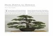 From Temple to Terrace - Arnold Arboretum - Arnoldiaarnoldia.arboretum.harvard.edu/pdf/articles/1838.pdf · From Temple to Terrace The Remarkable Journey of the Oldest Bonsai in America