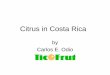 Citrus in Costa Ricaconference.ifas.ufl.edu/citrus09/Presentations/Wednesday/1040 Odio.pdf · Citrus in Costa Rica by Carlos E. Odio. ... Costa Rica, in a few years, the third largest