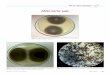 Alternaria spp. - SciELO · Retrato Microbiológico  605 Alternaria spp. Figura 3. Observación microscópica del cultivo sin tinción (aumento 40X), Lab MTU