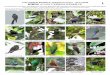 775-01 Birds of Los Cedros Reserve a1 · The Los Cedros Reserve is located in southern Imbabura province, adjacent to the Cotachachi-Cayapas Ecological Reserve