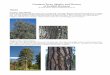 Common Trees, Shrubs, and Flowers of Foothill Horizons Acivities/Common Trees... · Common Trees, Shrubs, and Flowers of Foothill Horizons By Pamela Dupzyk, updated and augmented