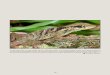 An adult male (USNM 578755), a giant anole endemic to the ... · Characterizing the Chortís Block Biogeographic Province: geological, physiographic, and ecological associations and