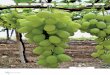 AFRODITE* - Vivai Zanzi · AFRODITE* apricot chestnut cherry strawberry minor kiwifruit fruit species almond apple walnut pear peach cane berriesbush and plum grapes. VIVAI F.LLI