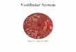 Vestibular System - University at Buffalo · VESTIBULAR SYSTEM •What is vestibular sensation •Where are vestibular sensory organs •How is vestibular info used by the CNS •What