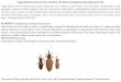 Chagas disease Occurrence in Texas and others …fiaiweb.com/wp-content/uploads/2017/06/Chagas-disease...Chagas disease, caused by the protozoan parasite Trypanosoma cruzi, continues
