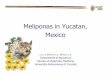 Meliponas in Yucatan, Mexico - University of Hawaii · The Mayas developed a meliponiculture (Melipona beecheiispecies) to a level similar to that of management of the honey beeA