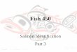 Fish 450 - University of Washingtoncourses.washington.edu/fish450/Lecture PDFs/salmon ID 3.pdf · Rainbow trout can grow large, feeding on salmon flesh, eggs, fry and smolts