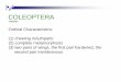 COLEOPTERA - Oklahoma State Universityentoplp.okstate.edu/4h-ffa/ppt/coleoptera.pdf · COLEOPTERA Beetles Ordinal Characteristics: (1) chewing mouthparts (2) complete metamorphosis