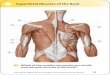 Superficial Muscles of the Back - Thieme Medical Publishers · Superficial Muscles of the Back Posterior view. A Levator scapulae. S Rhomboideus major. D Serratus posterior inferior