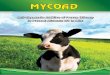 Anti-Mycotoxin Additive of Proven Efficacy to Prevent ... · Anti-Mycotoxin Additive of Proven Efficacy to Prevent Aflatoxin M1 in Milk EFFECT OF MYCOAD IN REDUCING AFLATOXIN M1 IN