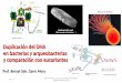 Replisoma bacteriano Duplicación del DNA en bacterias y ...biologia.ucr.ac.cr/profesores/Garro Bernal/Histologia Celular y... · La helicasa bacteriana es una ATPasa con estructura