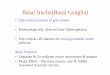 Basal Nuclei(Basal Ganglia) - gmch.gov.in lectures/Anatomy/Basal Nuclei.pdf · Basal Nuclei Components 1.Corpus Striatum Caudate nucleus (Medial part) Lentiform(Lenticular) Nucleus(lateral