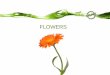 FLOWERS - Treat Your Plants Right! - First Rays LLC · Kelpak on lily flowers . Kelpak on Carnations - Argentina 0 5 10 15 20 ... Kelpak planting disks on Calendula . Title: Slide