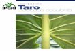 TARO-Eng-cov 10-12-1999 16:29 Pagina 1 Descriptors for ...cropgenebank.sgrp.cgiar.org/.../learning_space/descriptors_taro.pdf · iv Taro (Colocasia esculenta) PREFACE Descriptors