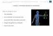 LESSON 3: ANTIBODIES/BCR/B-CELL RESPONSES The … · Adaptive immunity – The B-Cell Receptor (BCR) All immunoglobulins exist as transmembrane forms on the surface of B-cells. In