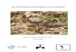 December 2015 - IUCNcmsdata.iucn.org/downloads/antelope_status_somaliland_2015_final.pdf · December 2015. 2 Current Status of Antelopes in Somaliland David P. Mallon and Abdi A