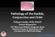 Pathology of the Eyelids, Conjunctiva and Orbit · Pathology of the Eyelids, Conjunctiva and Orbit Philippe Labelle, DVM, DACVP Antech Diagnostics. 12 th Biannual William MagraneBasic