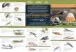 BIRDS OF KINGS PARK KINGS PARK AND BOTANIC …birdswa.iinet.net.au/BirdGuides/Kings Park.pdf · NEW HOLLAND HONEYEATER Phylidonyris novaehollandiae ... Feeds high above the treetops