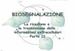 La ricezione e la trasmissione delle informazioni ... · Secondo evento: autofosforilazione di residui di Tirosina nel dominio C-terminale Esempio del recettore di EGF: Terzo evento: