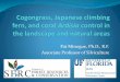 Pat Minogue, Ph.D., R.F. Associate Professor of Silviculture · Minogue, P.J., K.K. Bohn, A. Osiecka, and D.K. Lauer. 2010. Japanese climbing fern (Lygodium japonicum) management