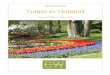 NETHERLANDS Tulips in Holland - Country Walkers · NETHERLANDS Tulips in Holland A Guided Walking Adventure . ... stronghold with its grand cathedral. Food and drink are equally satisfying—