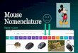 Mouse Nomenclature - Washington University Department of ...genetics.wustl.edu/.../2018/03/0301-TA-PPT-v.5-Mouse-Nomenclature.pdf · Genes & Loci •First letter capitalized •Italicized