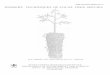 SFRI Information Bulletin No. 9 NURSERY TECHNIQUES OF … Techniques of Local Tree Species.pdf · Bola (Morus laevigata) A valuable timber species, which occurs in tropical evergreen