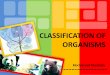 CLASSIFICATION OF ORGANISMS - Universitas Brawijaya · Family Genus Species • Phylum Division-used for plants Hierarchy of groups (taxa) ... •Plantae (multicellular plants) •Animalia