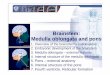Brainstem: Medulla oblongata and pons - nikolai.lazarov.pronikolai.lazarov.pro/.../neuroanatomy_eng/02_Medulla_Oblongata_Pons.pdf · Brainstem: Medulla oblongata and pons 1. Overview