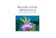 Diversity of Life - MOLLUSCA-raiken/Courses/INACTIVE/1001new/LECTURE... · Platyhelminthes Rotifera Nematoda Nemertea Mollusca Annelida Arthropoda Bryozoa Phoronida Brachiopoda Echinodermata