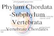 Phylum Chordata -Subphylum Vertebrataimages.pcmac.org/.../Subphylum_Vertebrata_{SISE7CBE76894C3}.pdf · have an accessory clasping organ on the head. Sub-Class Elasmobranchii •